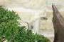 8 - Bonsai di Ginepro Kishu in pietra di luna (132)