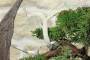 9 - Bonsai di Ginepro Kishu in pietra di luna (132)