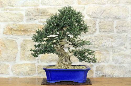 1 - Bonsai di Olivastro var. Maiorchino (284)