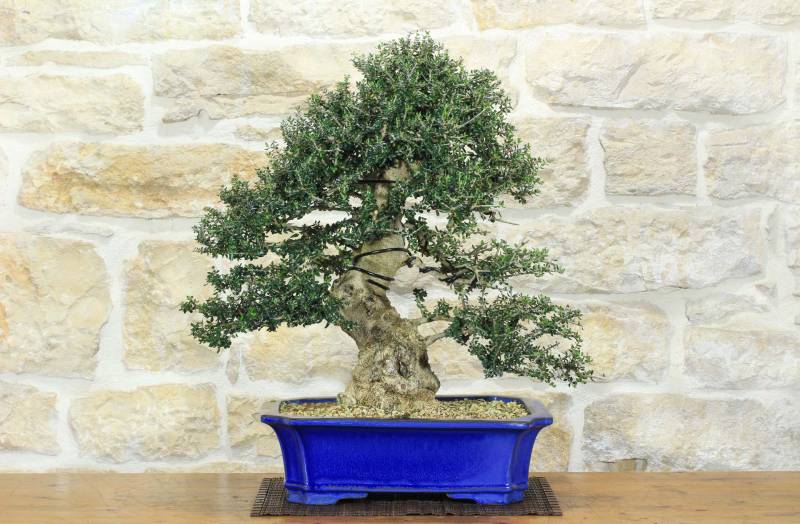 1 - Bonsai di Olivastro var. Maiorchino (284)