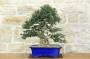 1 - Bonsai di Olivastro var. Maiorchino (284)
