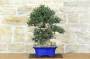 2 - Bonsai di Olivastro var. Maiorchino (284)