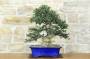 3 - Bonsai di Olivastro var. Maiorchino (284)