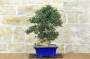 4 - Bonsai di Olivastro var. Maiorchino (284)
