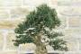 6 - Bonsai di Olivastro var. Maiorchino (284)