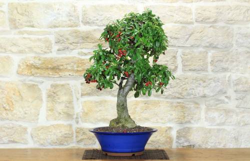 1 - Bonsai di Pyracantha Coccinea a bacca rossa (173)