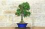1 - Bonsai di Pyracantha Coccinea a bacca rossa (173)