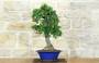 2 - Bonsai di Pyracantha Coccinea a bacca rossa (173)