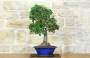 3 - Bonsai di Pyracantha Coccinea a bacca rossa (173)