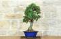4 - Bonsai di Pyracantha Coccinea a bacca rossa (173)
