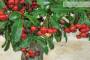 6 - Bonsai di Pyracantha Coccinea a bacca rossa (173)