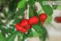 7 - Bonsai di Pyracantha Coccinea a bacca rossa (173)