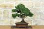 1 - Bonsai di Ginepro Kishu (133)