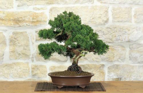1 - Bonsai di Ginepro Kishu (133)