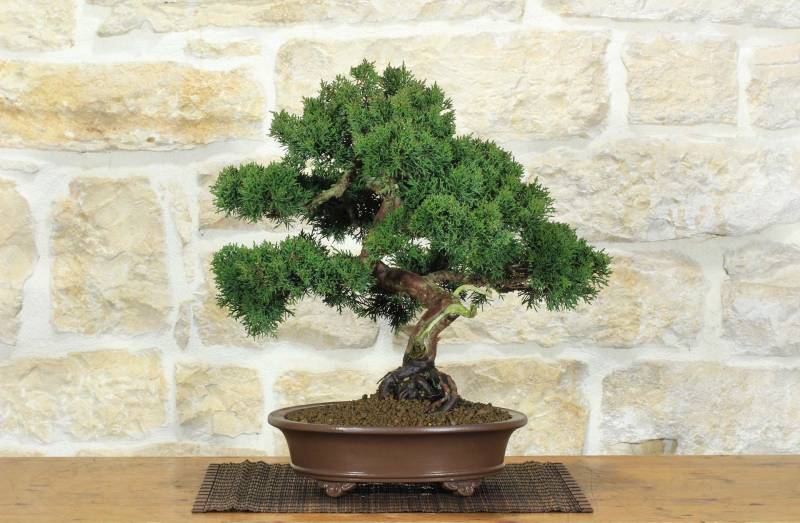 1 - Bonsai di Ginepro Kishu (133)