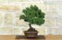 2 - Bonsai di Ginepro Kishu (133)
