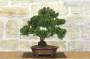 3 - Bonsai di Ginepro Kishu (133)