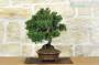 4 - Bonsai di Ginepro Kishu (133)