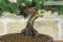 5 - Bonsai di Ginepro Kishu (133)
