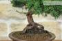 6 - Bonsai di Ginepro Kishu (133)