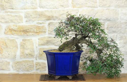 1 - Bonsai di Lentisco (73)