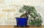 1 - Bonsai di Lentisco (73)