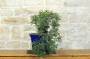2 - Bonsai di Lentisco (73)