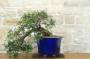 3 - Bonsai di Lentisco (73)