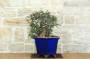 4 - Bonsai di Lentisco (73)