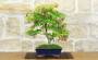 Bonsai di Acero Palmato (78)