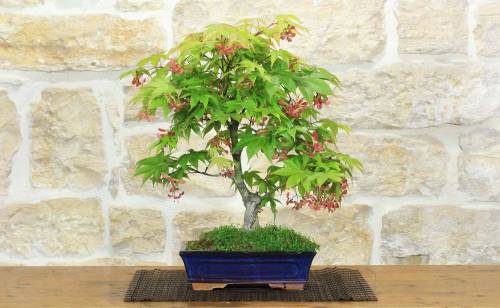 Bonsai di Acero Palmato (78)