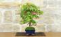 3 - Bonsai di Acero Palmato (78)