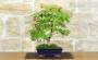 4 - Bonsai di Acero Palmato (78)