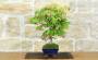 5 - Bonsai di Acero Palmato (78)