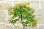 7 - Bonsai di Acero Palmato (78)