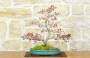 Bonsai di Acero Palmato Yamamomiji (14)