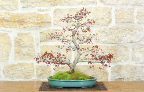 Bonsai di Acero Palmato Yamamomiji (14)