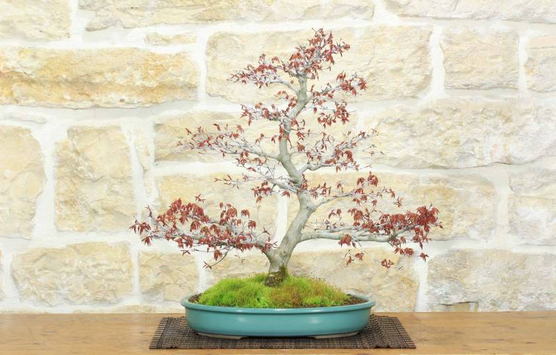 Bonsai di Acero Palmato Yamamomiji (14)