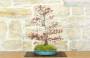 3 - Bonsai di Acero Palmato Yamamomiji (14)