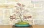 4 - Bonsai di Acero Palmato Yamamomiji (14)