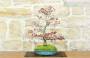 5 - Bonsai di Acero Palmato Yamamomiji (14)