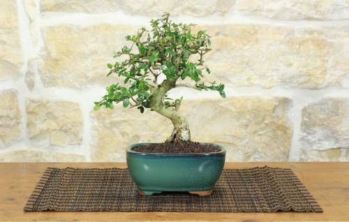 1 - Bonsai di Olivastro (286)