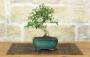 1 - Bonsai di Olivastro (286)
