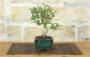 2 - Bonsai di Olivastro (286)