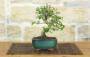 3 - Bonsai di Olivastro (286)