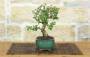 4 - Bonsai di Olivastro (286)