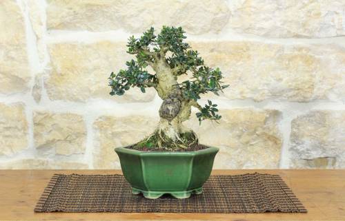 1 - Bonsai di Olivastro (287)