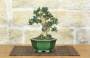 1 - Bonsai di Olivastro (287)