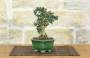2 - Bonsai di Olivastro (287)