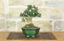 3 - Bonsai di Olivastro (287)